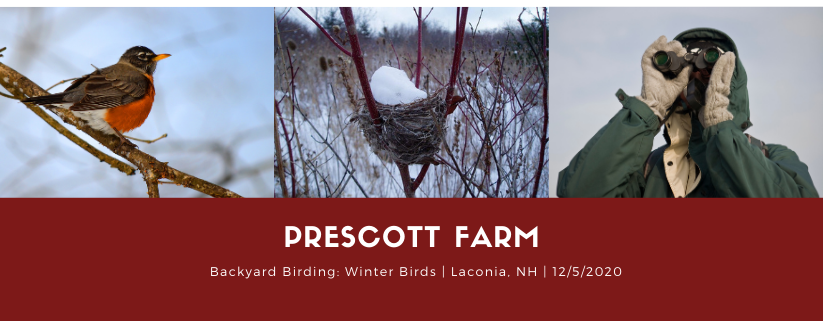 Backyard Birding: Winter Birds