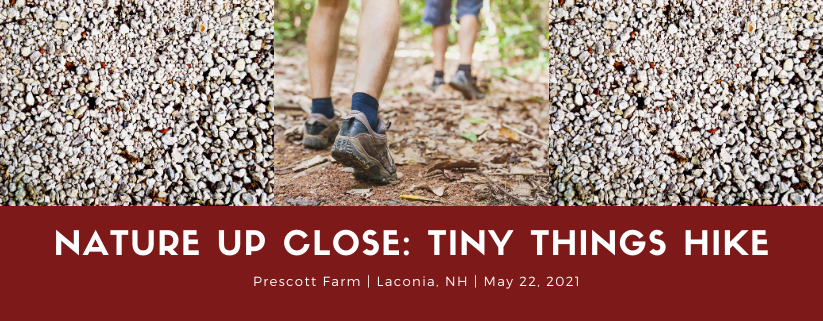 Nature Up Close: Tiny Things Hike