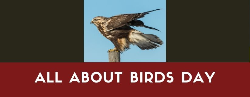 All About Birds Day