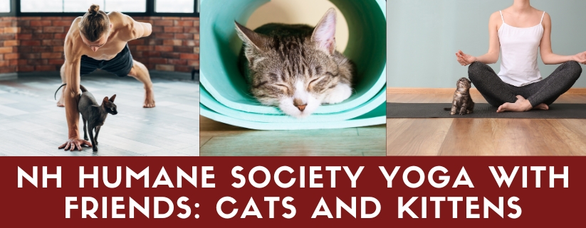 Yoga with Friends, Cats & Kittens