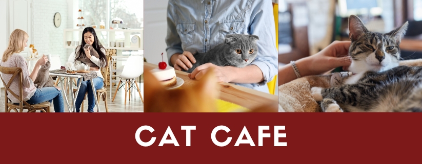 Cat Cafe