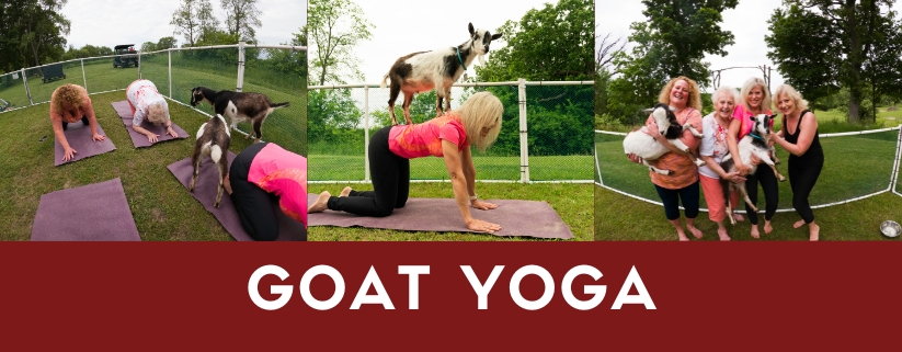 Yoga with Goats