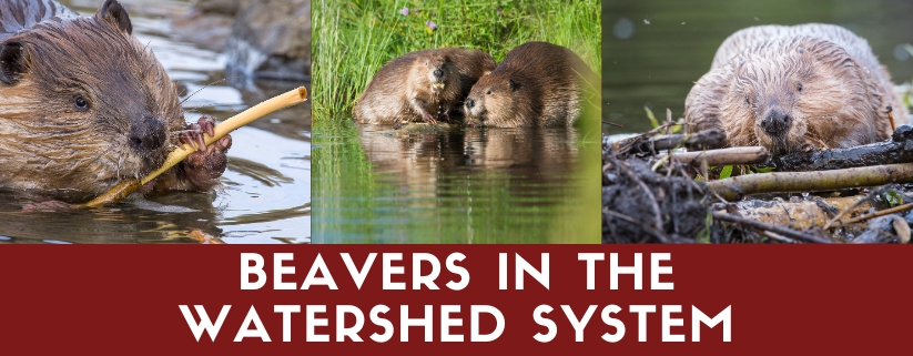 Beavers in the Watershed System: Addressing the Challenges and Reaping the Benefits