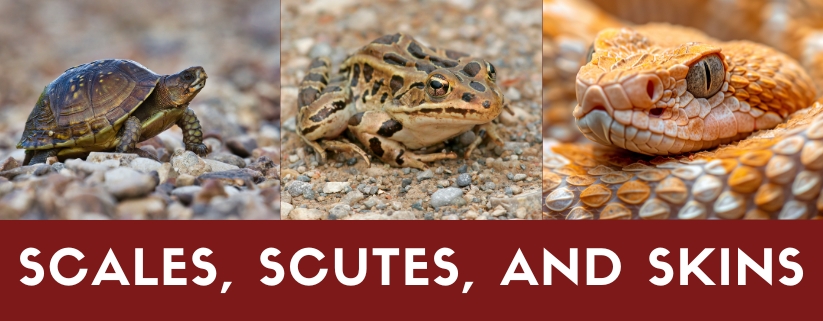 Scales, Scutes, and Skins' with the New Hampshire Audubon Society