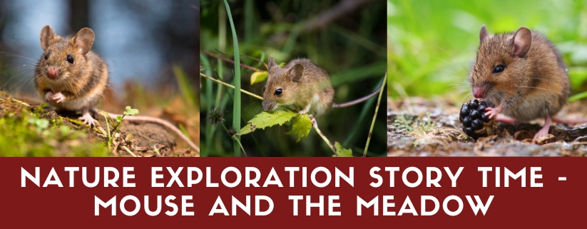 Nature Exploration Story Time - Mouse and the Meadow