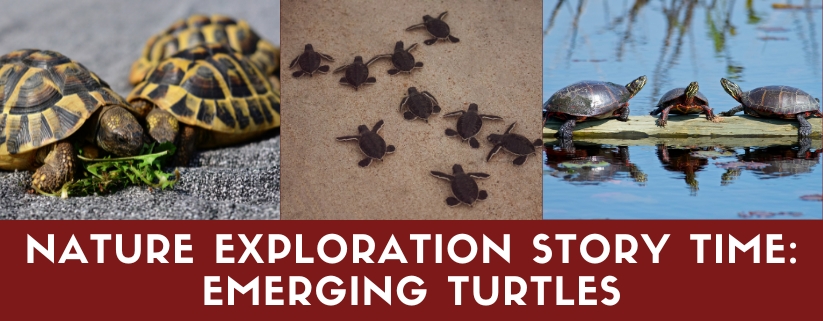 Nature Exploration Story Time - Emerging Turtles