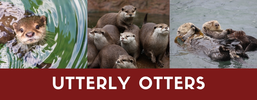 Utterly Otters