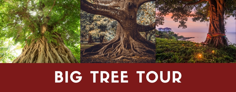 Big Tree Tour