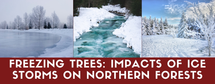 Freezing Trees: Impacts of Ice Storms on Northern Forests