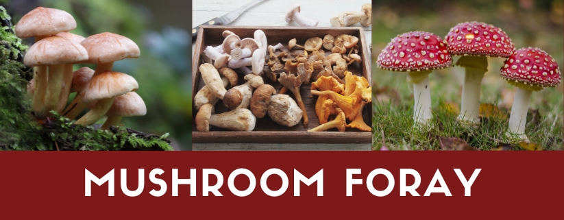 Mushroom Foray